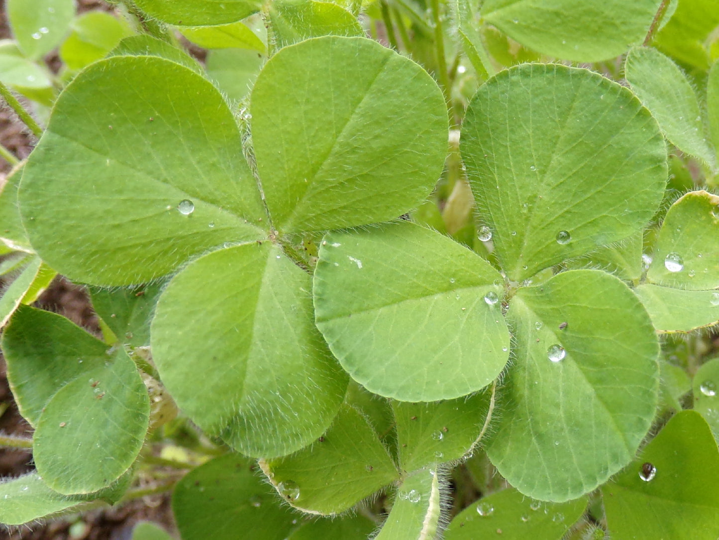 Trèfle Incarnat - Trifolium Incarnatum (Engrais Vert) SEM05