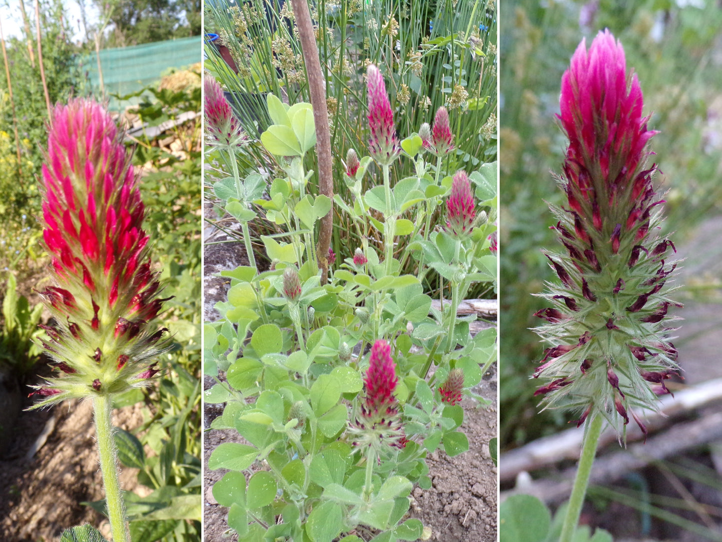Trèfle Incarnat - Trifolium Incarnatum (Engrais Vert) SEM05