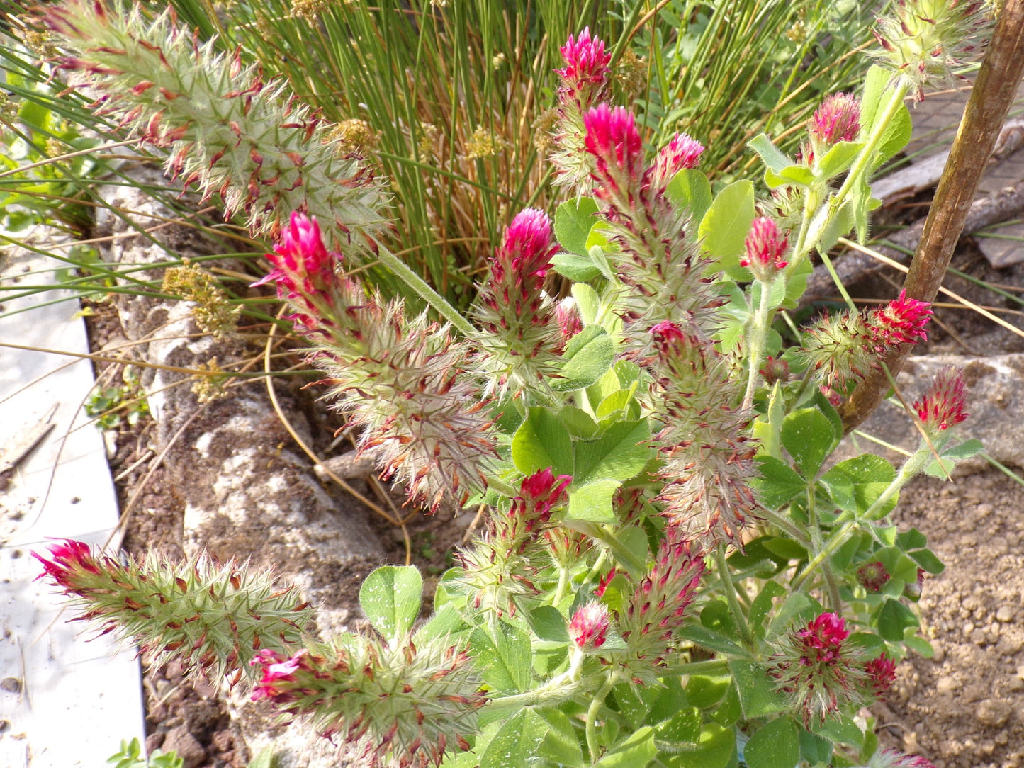 Trèfle Incarnat - Trifolium Incarnatum (Engrais Vert) SEM05