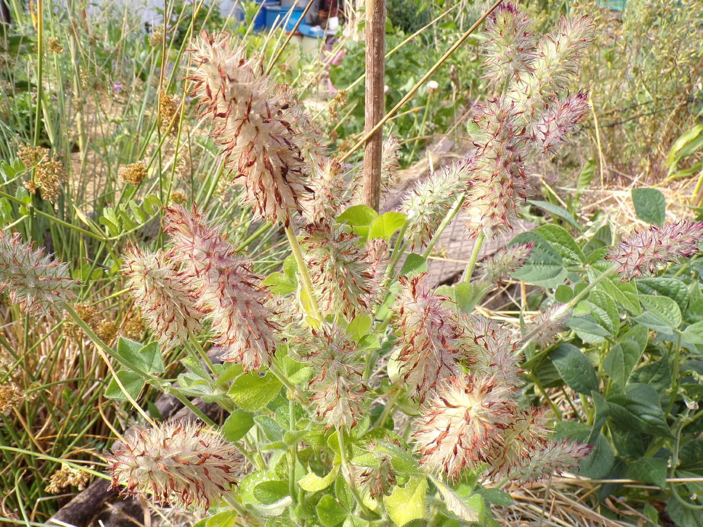 Trèfle Incarnat - Trifolium Incarnatum (Engrais Vert) SEM05