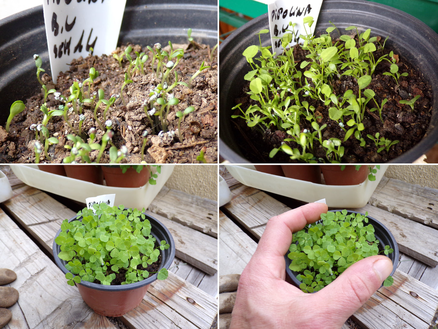 Trèfle Micro Nain (Engrais Vert) SEM14