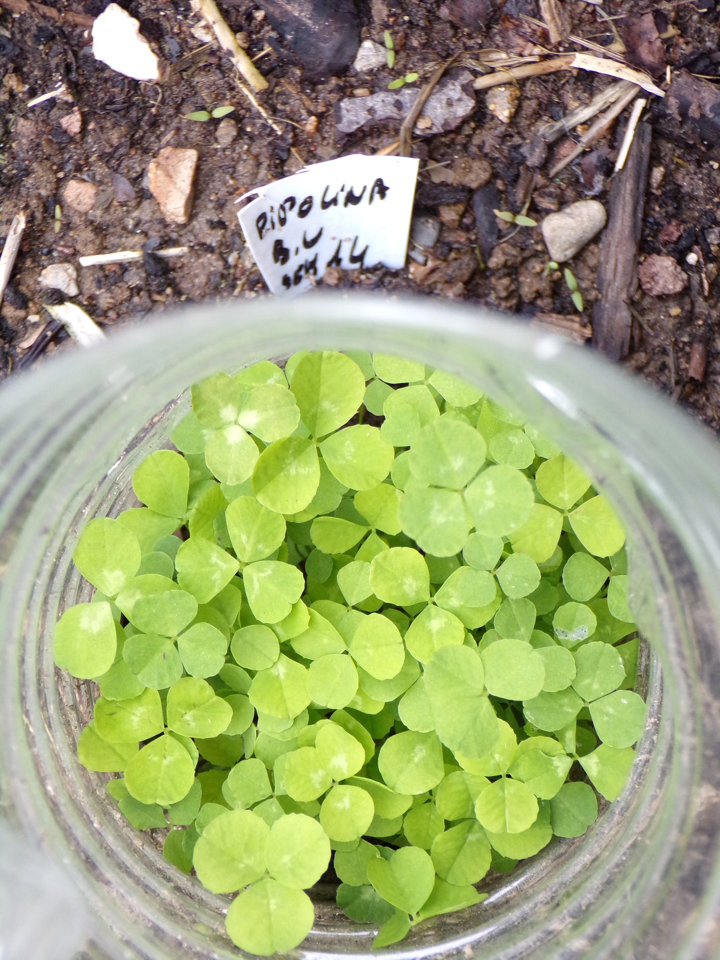 Trèfle Micro Nain (Engrais Vert) SEM14