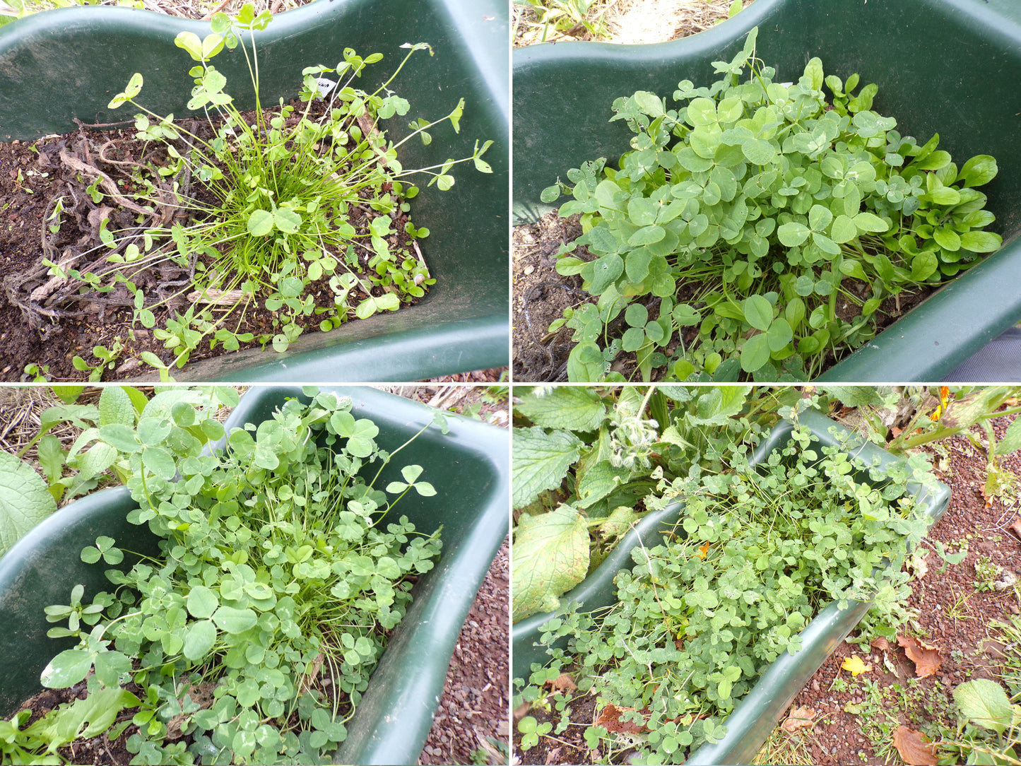 Trèfle Micro Nain (Engrais Vert) SEM14