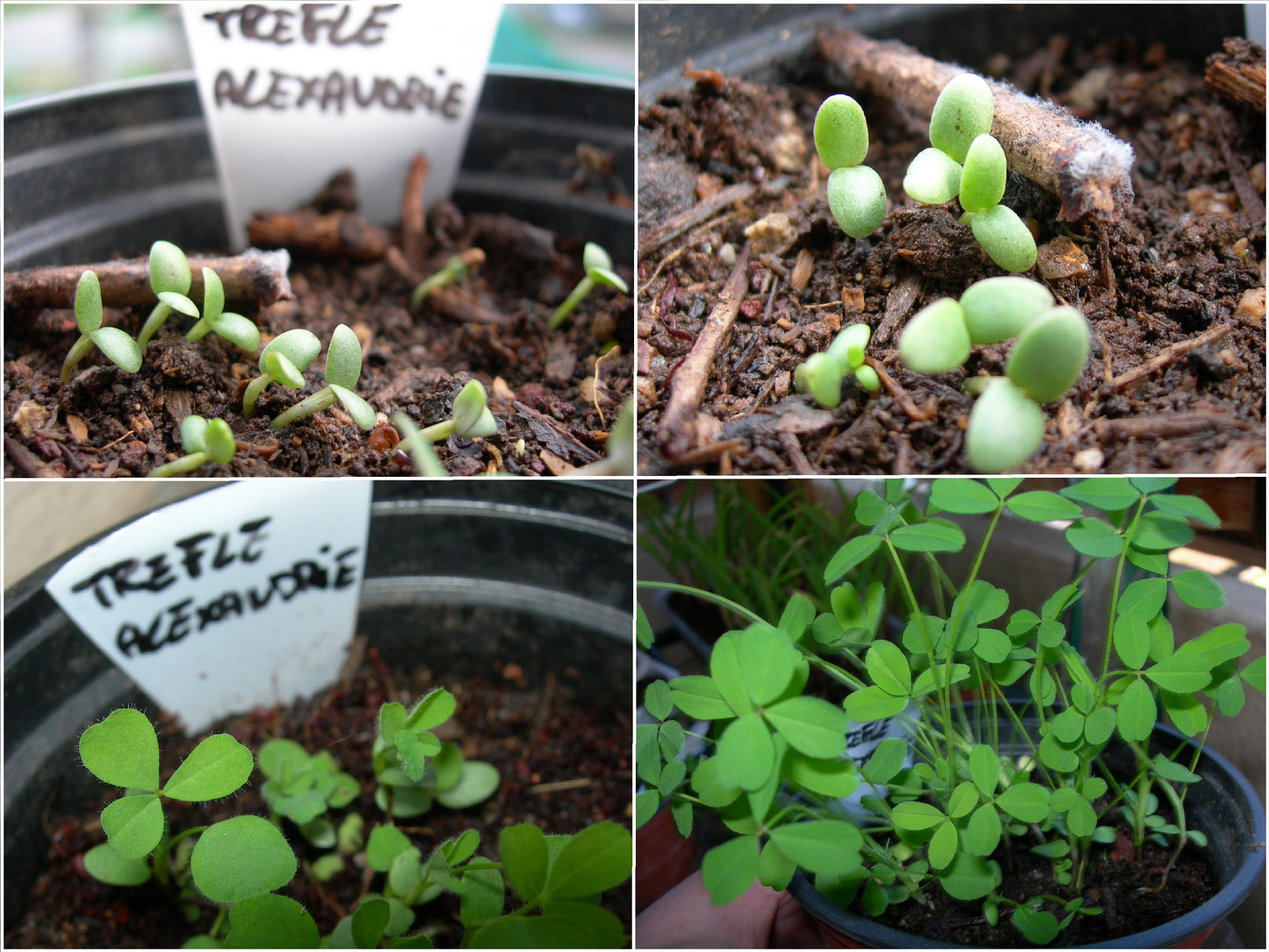 Trèfle d'Alexandrie - Trifolium Alexandrinum L. (Engrais Vert) SEM05