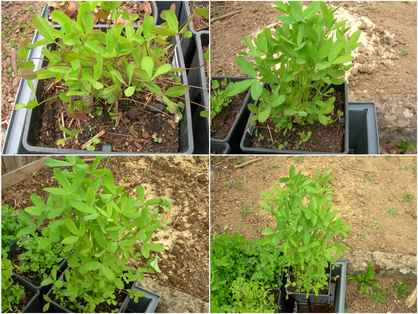 Trèfle d'Alexandrie - Trifolium Alexandrinum L. (Engrais Vert) SEM05