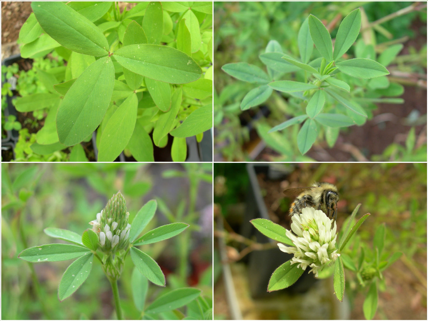 Trèfle d'Alexandrie - Trifolium Alexandrinum L. (Engrais Vert) SEM05
