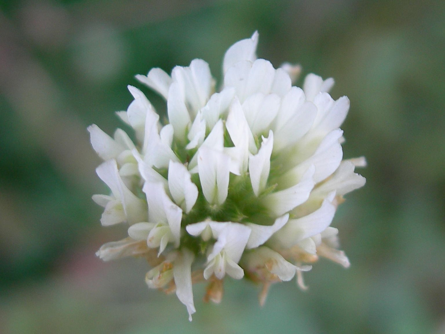 Trèfle d'Alexandrie - Trifolium Alexandrinum L. (Engrais Vert) SEM05