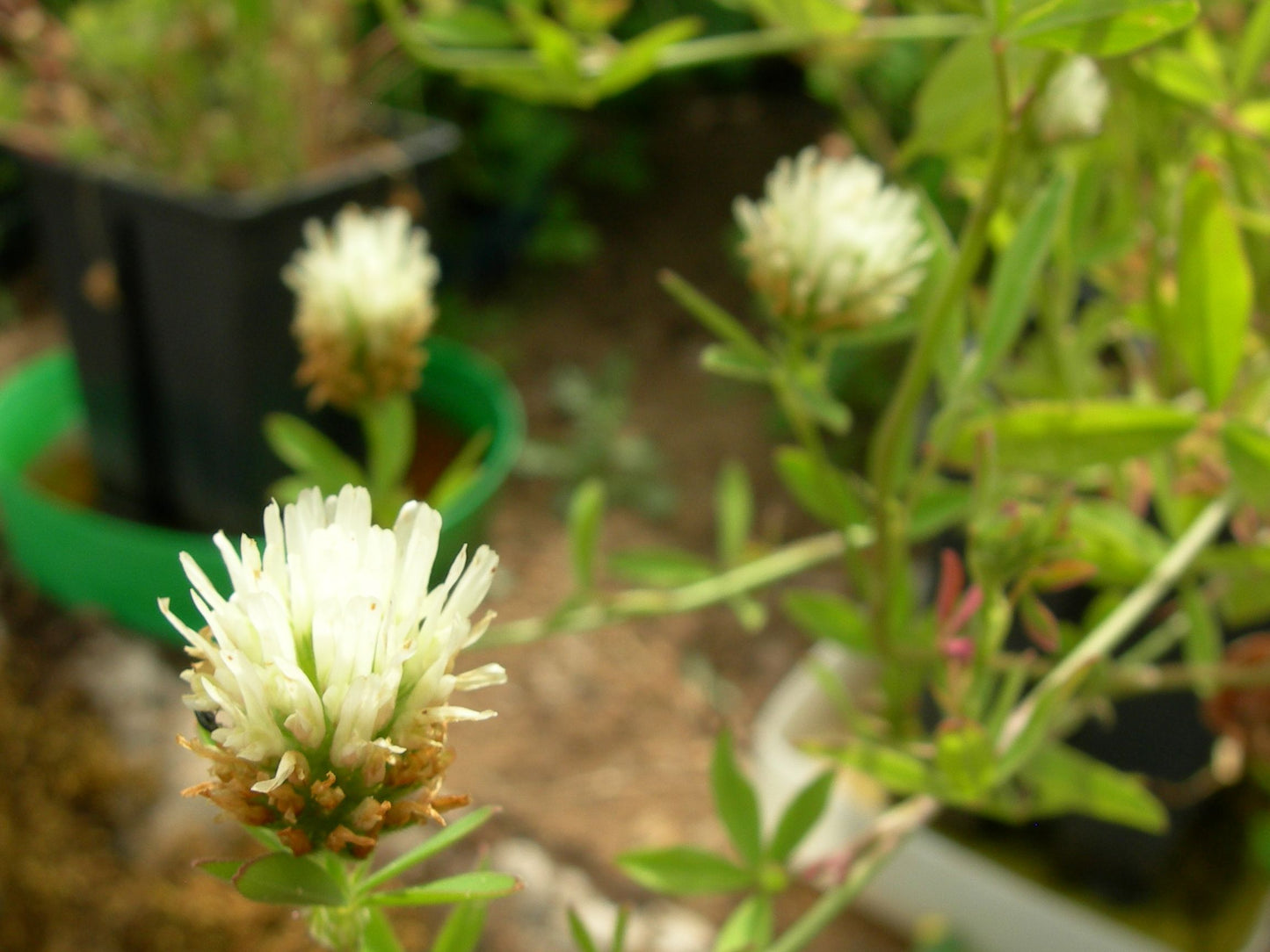 Trèfle d'Alexandrie - Trifolium Alexandrinum L. (Engrais Vert) SEM05
