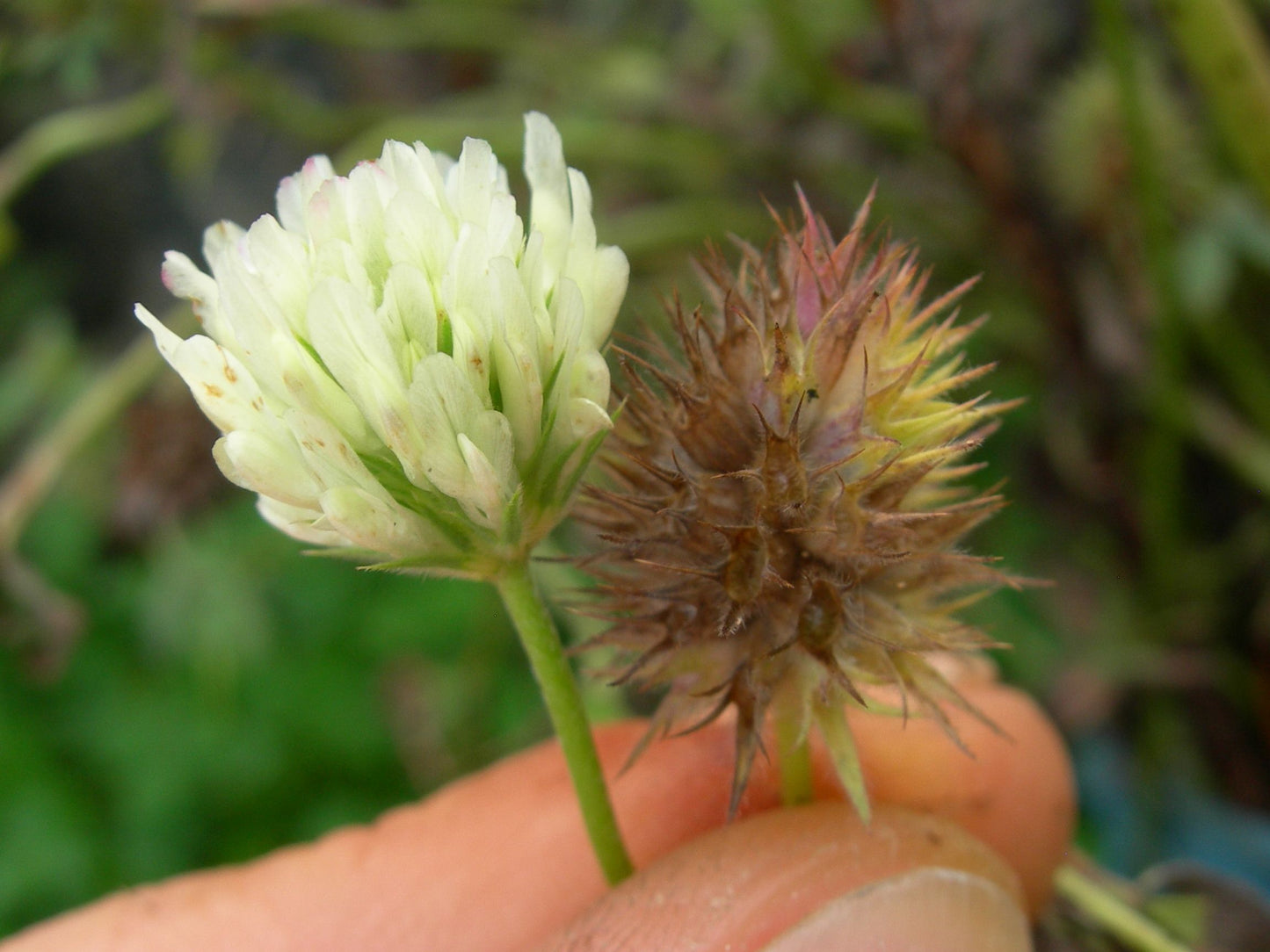 Trèfle d'Alexandrie - Trifolium Alexandrinum L. (Engrais Vert) SEM05