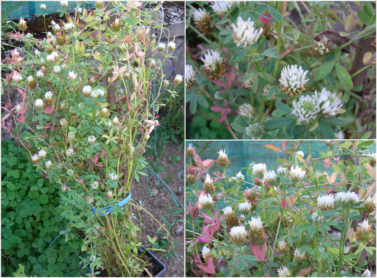Trèfle d'Alexandrie - Trifolium Alexandrinum L. (Engrais Vert) SEM05