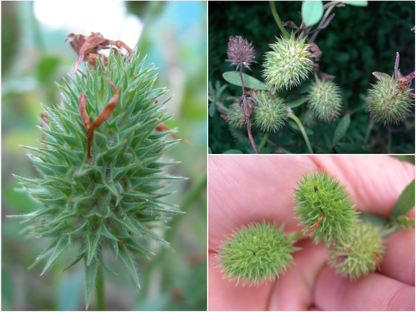 Trèfle d'Alexandrie - Trifolium Alexandrinum L. (Engrais Vert) SEM05