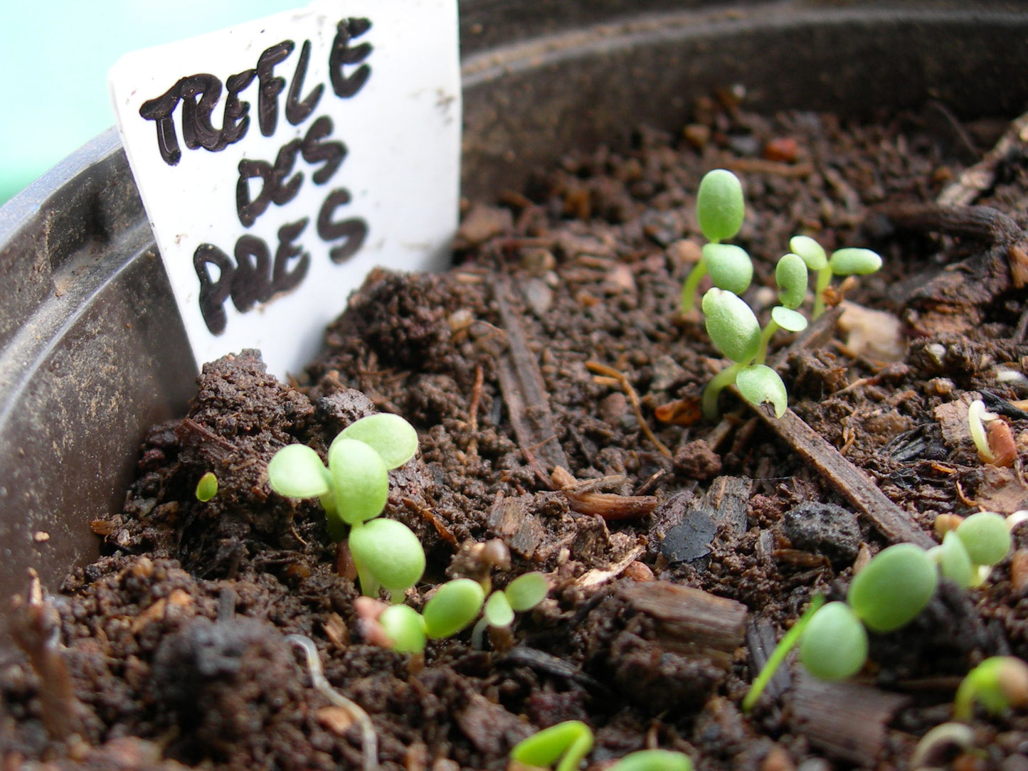 Trèfle Violet (Trèfle Des Prés) Trifolium Pratense (Engrais Vert) SEM05