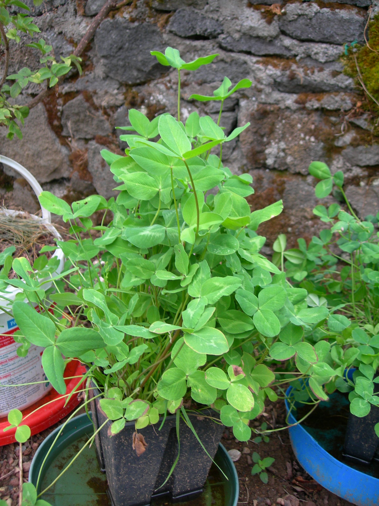 Trèfle Violet (Trèfle Des Prés) Trifolium Pratense (Engrais Vert) SEM05