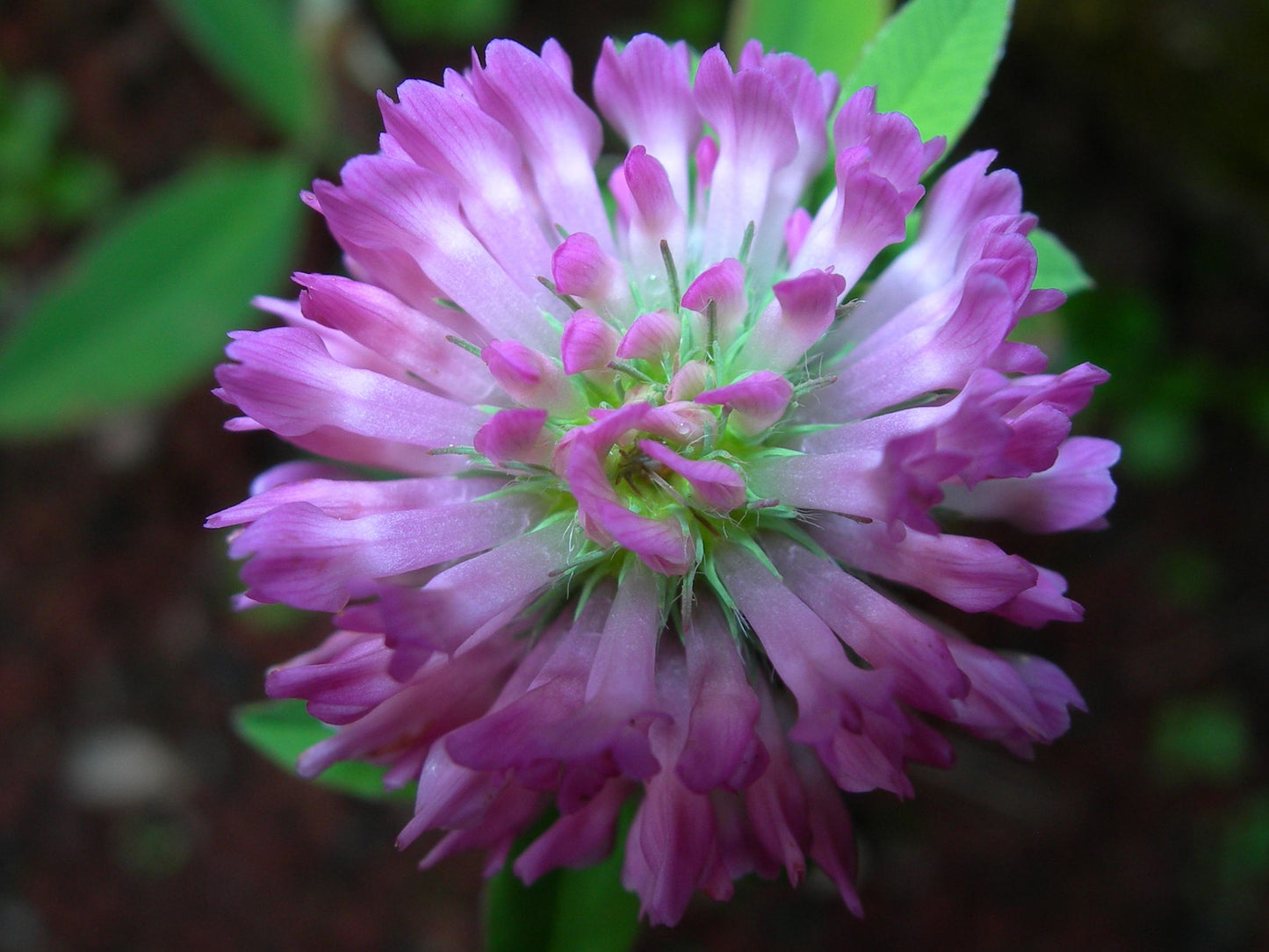Trèfle Violet (Trèfle Des Prés) Trifolium Pratense (Engrais Vert) SEM05