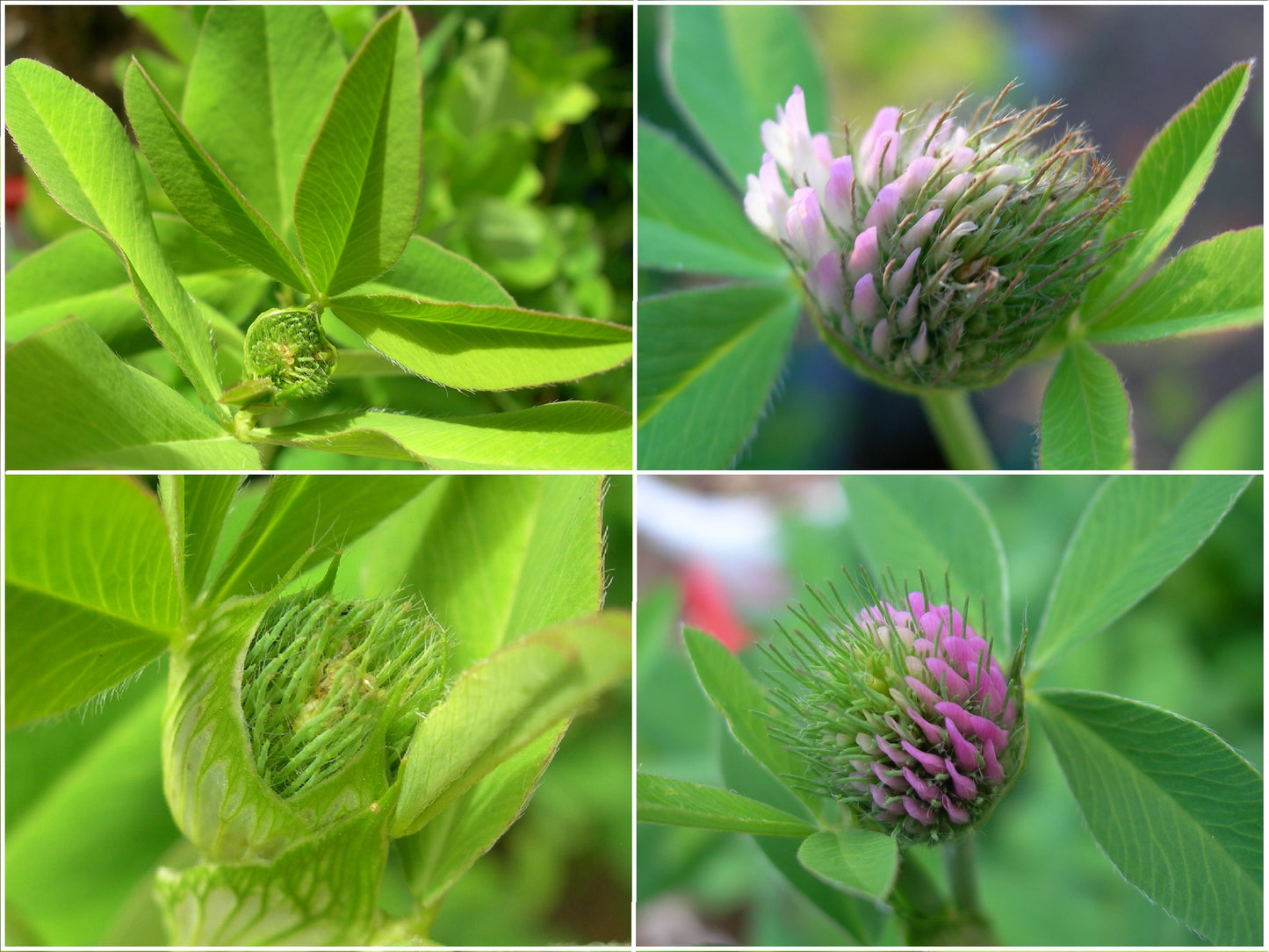 Trèfle Violet (Trèfle Des Prés) Trifolium Pratense (Engrais Vert) SEM05