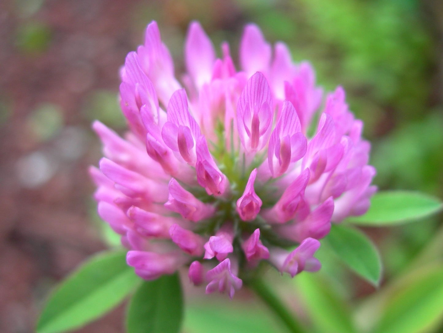 Trèfle Violet (Trèfle Des Prés) Trifolium Pratense (Engrais Vert) SEM05