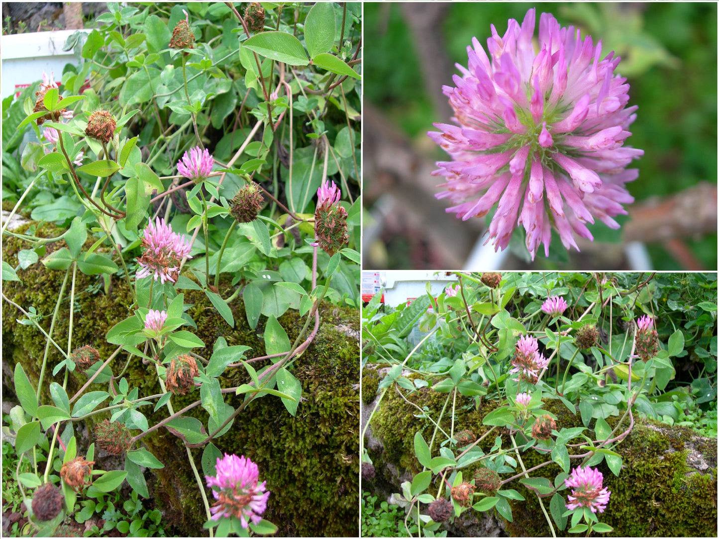 Trèfle Violet (Trèfle Des Prés) Trifolium Pratense (Engrais Vert) SEM05