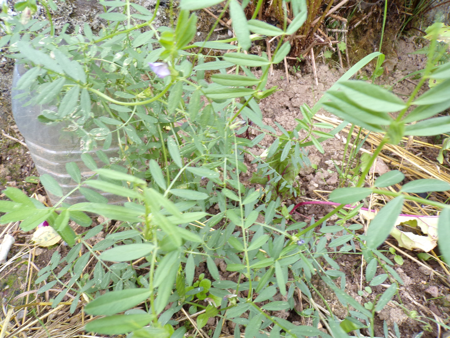 Vesce Commune - Vicia Sativa L. (Engrais Vert) SEM06