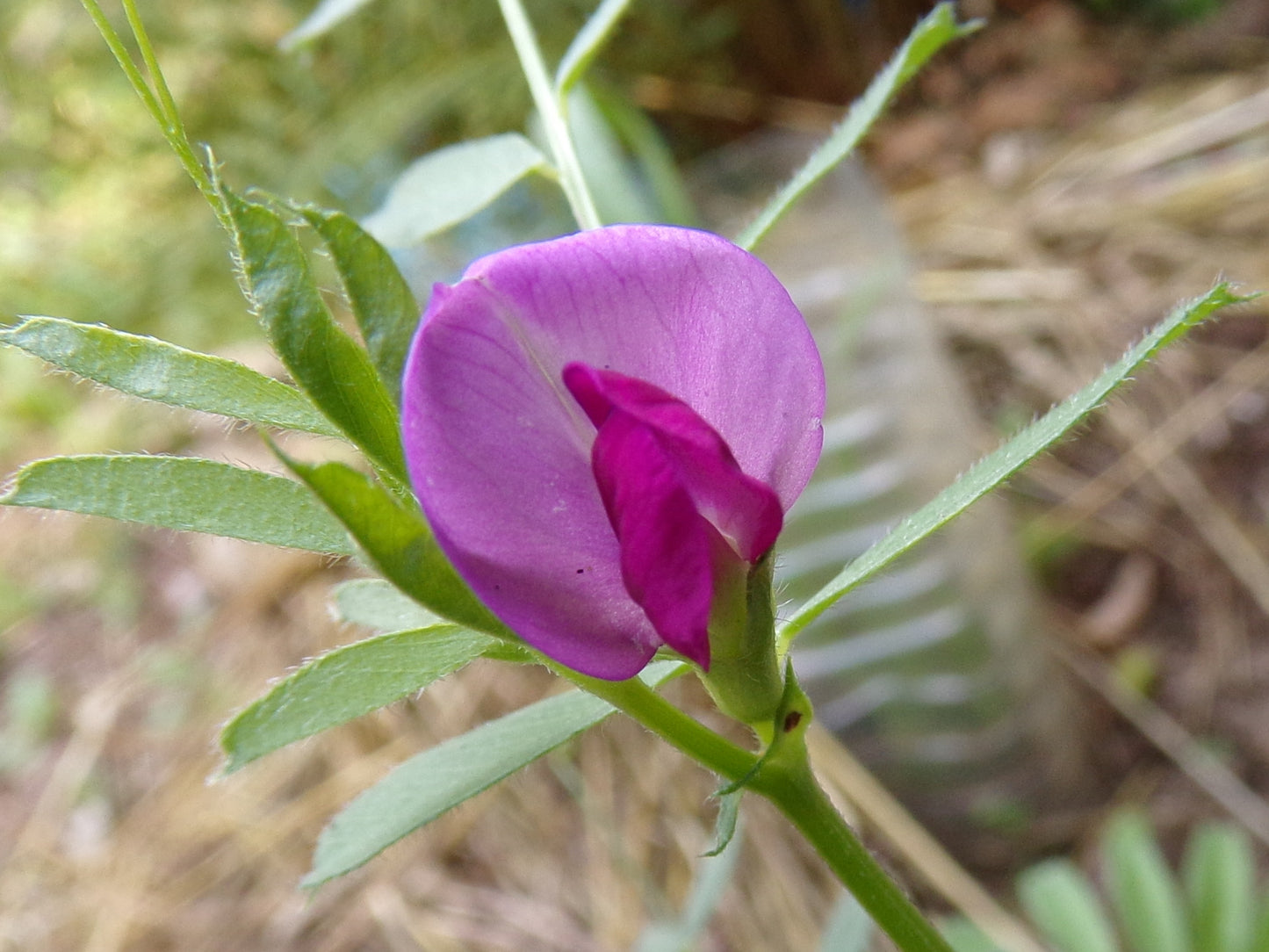 Vesce Commune - Vicia Sativa L. (Engrais Vert) SEM06