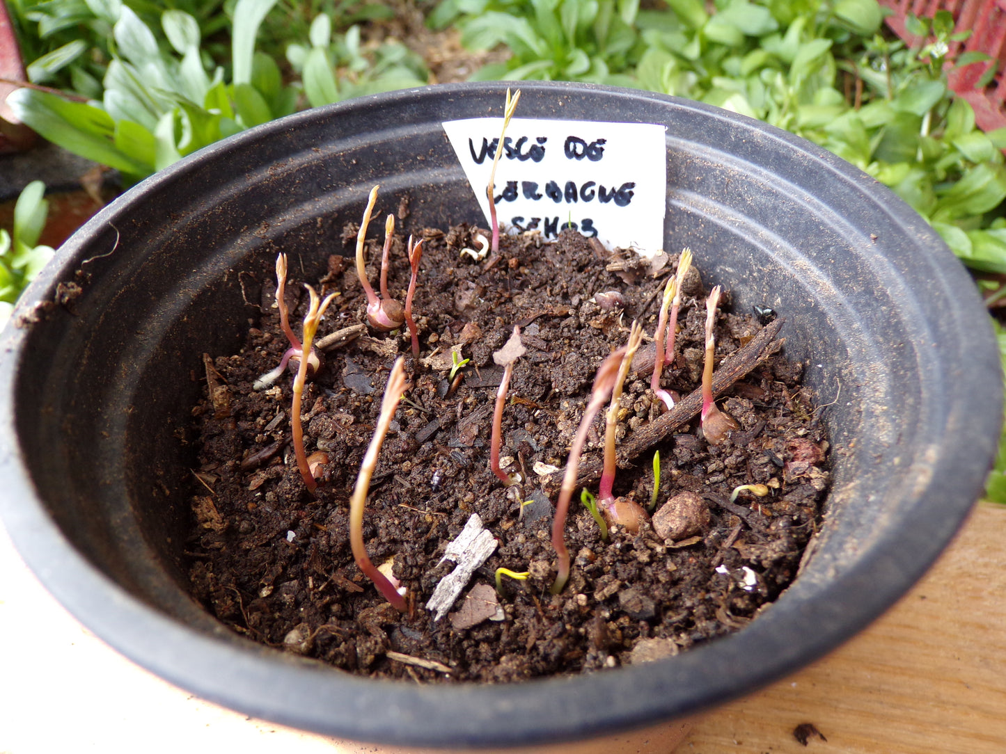 Vesce D’Hiver - Vicia Villosa (Engrais Vert) SEM03