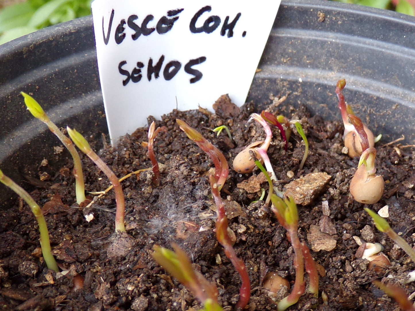 Vesce Commune - Vicia Sativa L. (Engrais Vert) SEM05