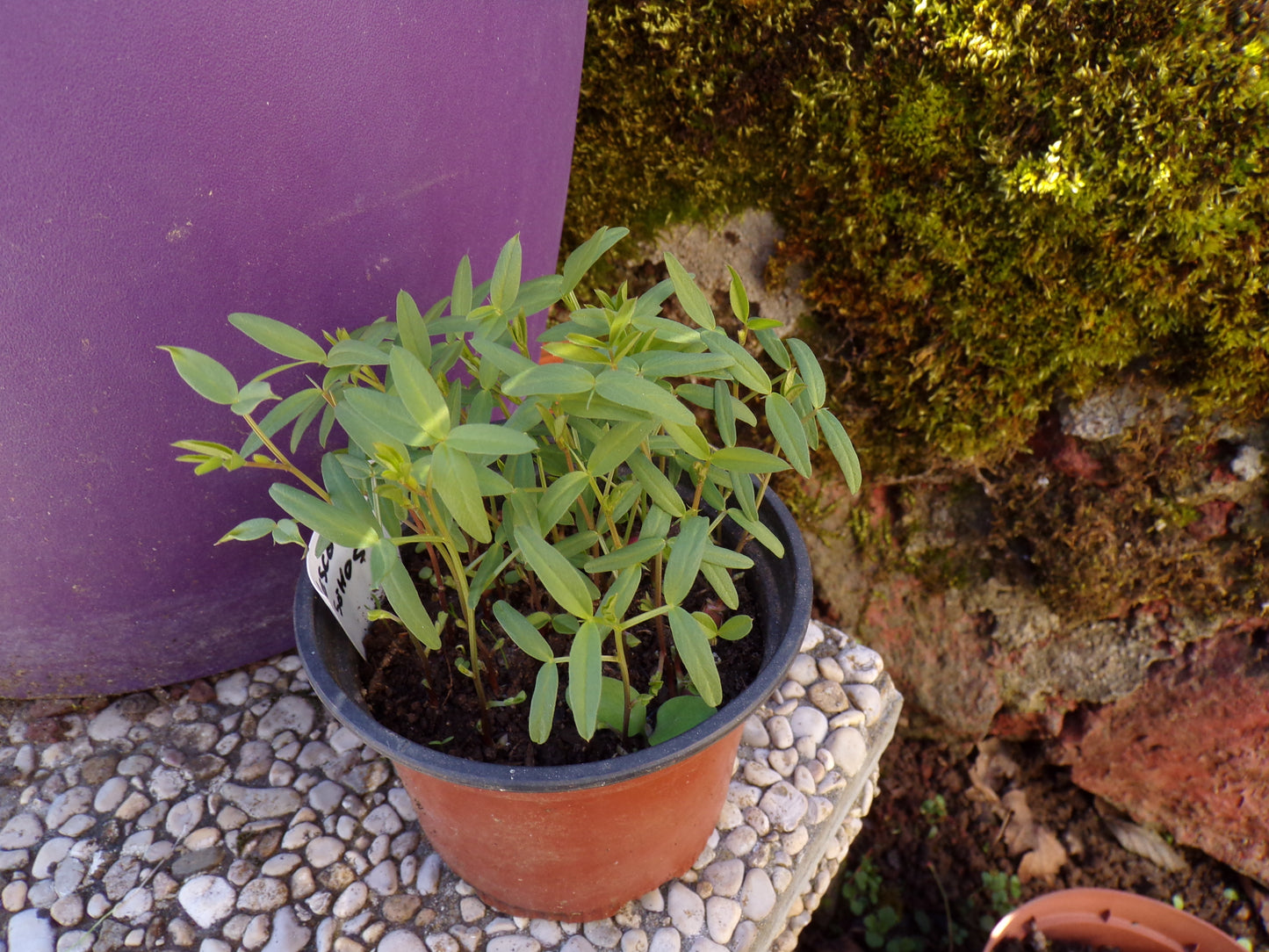 Vesce Commune - Vicia Sativa L. (Engrais Vert) SEM05