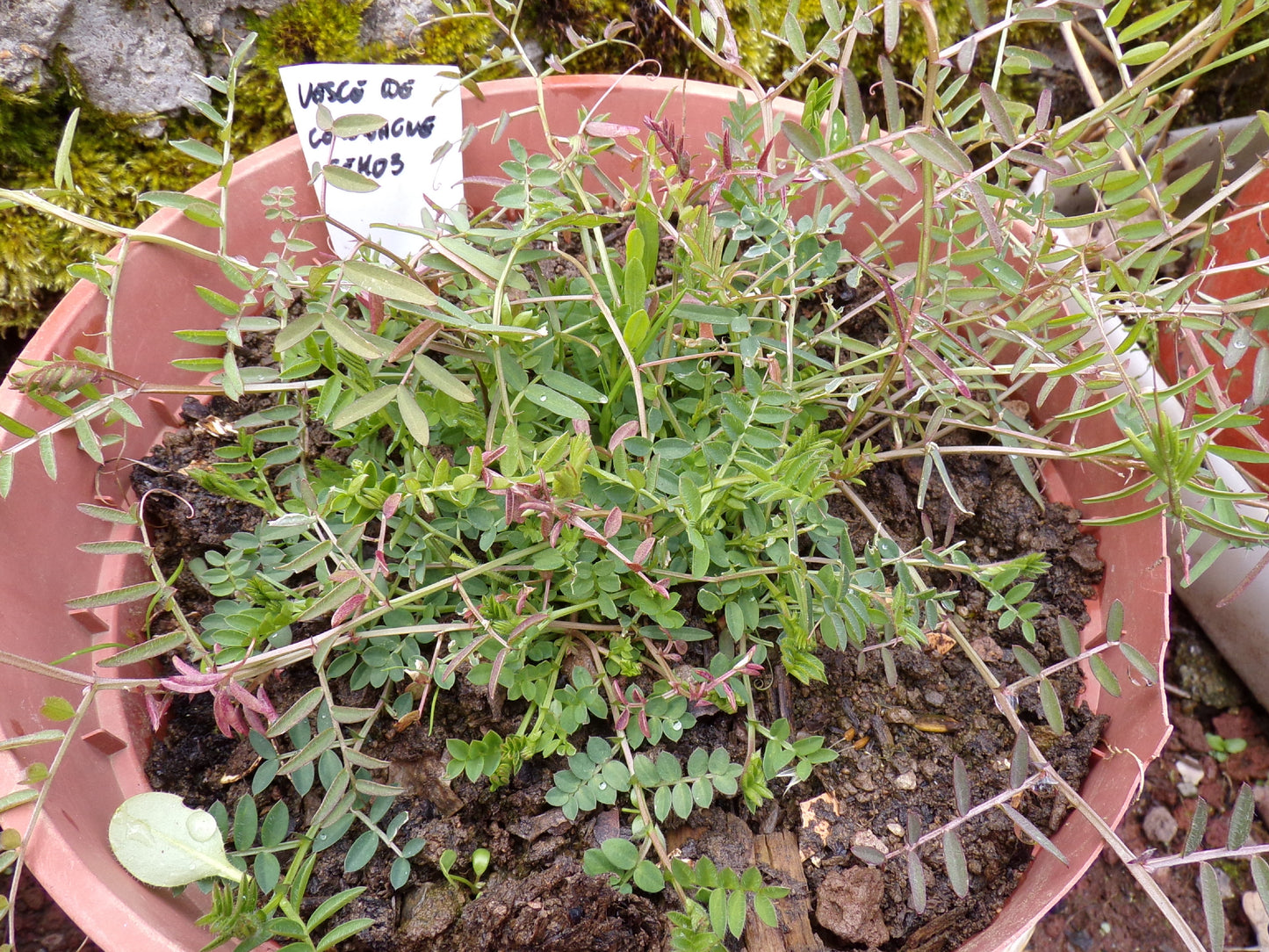 Vesce D’Hiver - Vicia Villosa (Engrais Vert) SEM03