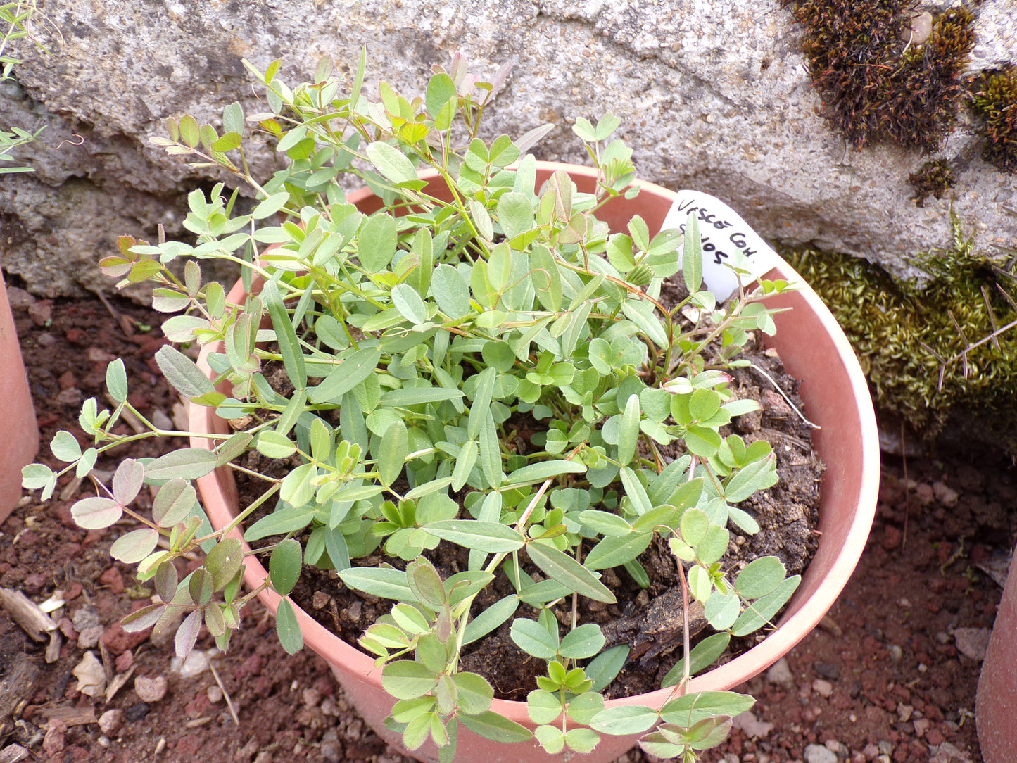 Vesce Commune - Vicia Sativa L. (Engrais Vert) SEM05