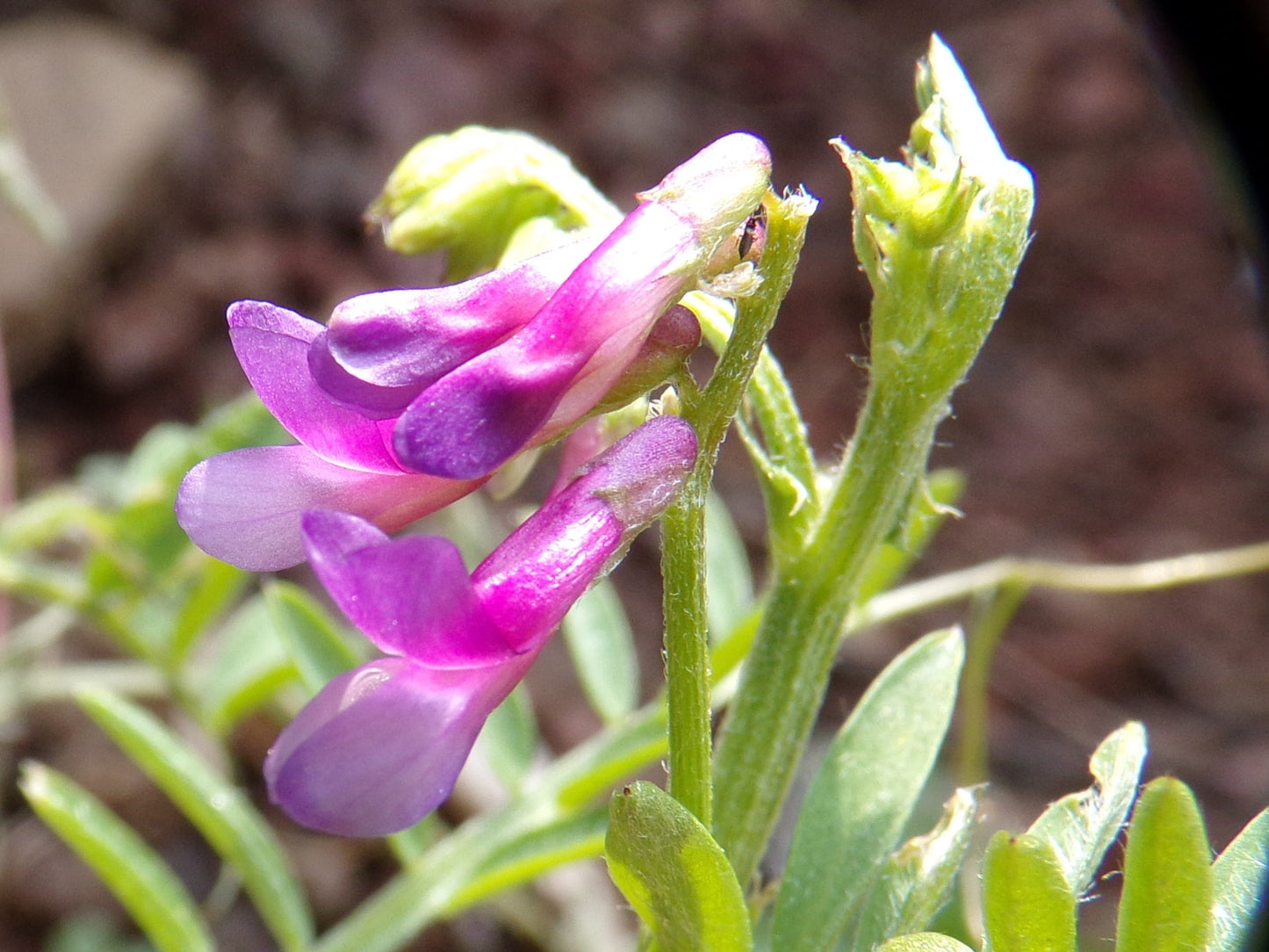 Vesce D’Hiver - Vicia Villosa (Engrais Vert) SEM03