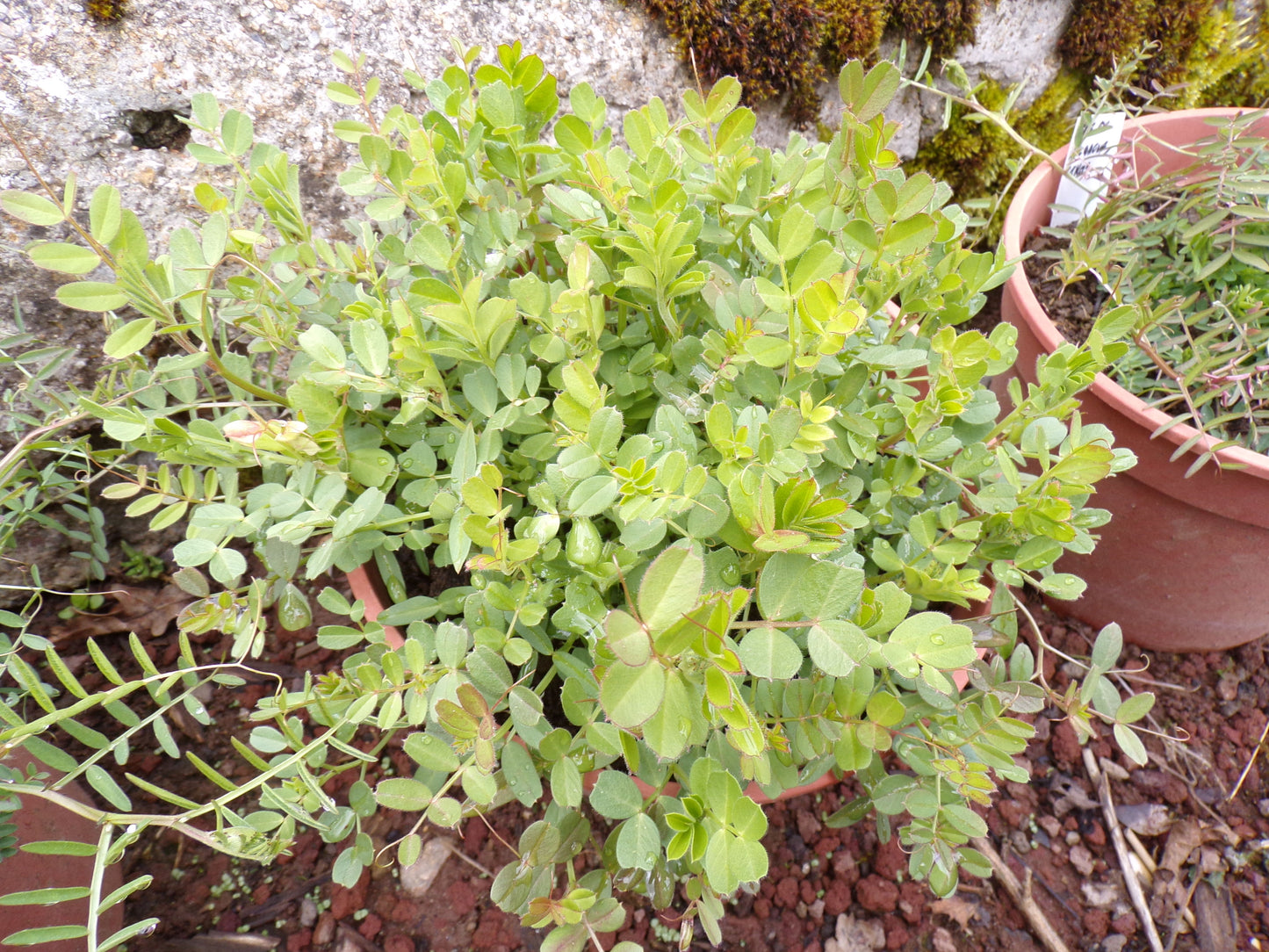 Vesce Commune - Vicia Sativa L. (Engrais Vert) SEM05