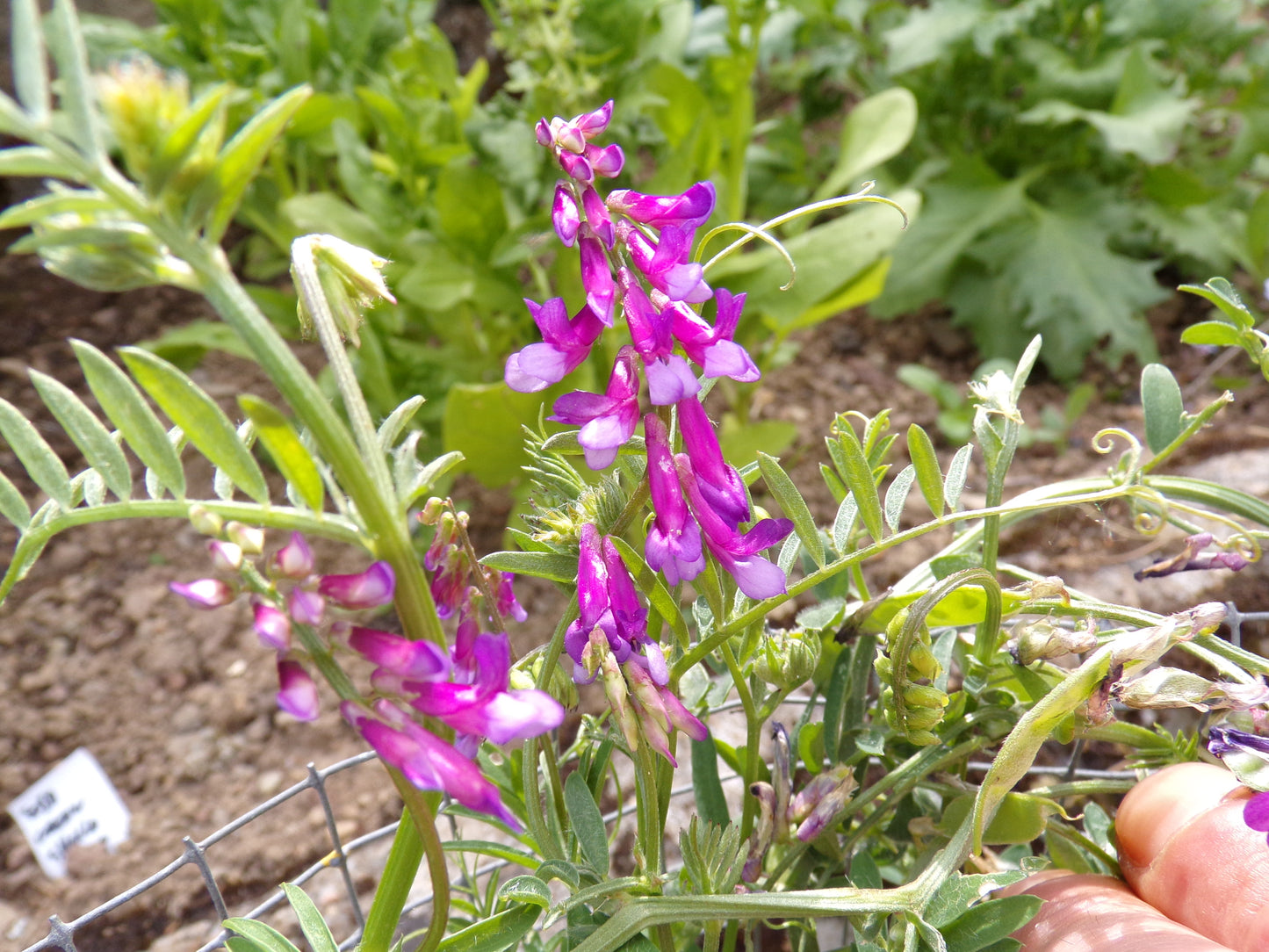 Vesce D’Hiver - Vicia Villosa (Engrais Vert) SEM03