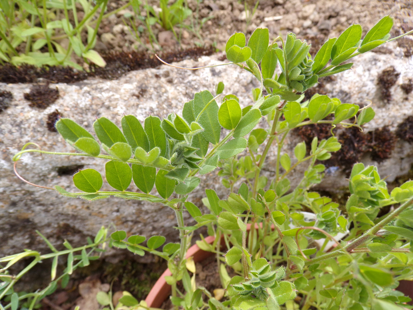 Vesce Commune - Vicia Sativa L. (Engrais Vert) SEM05