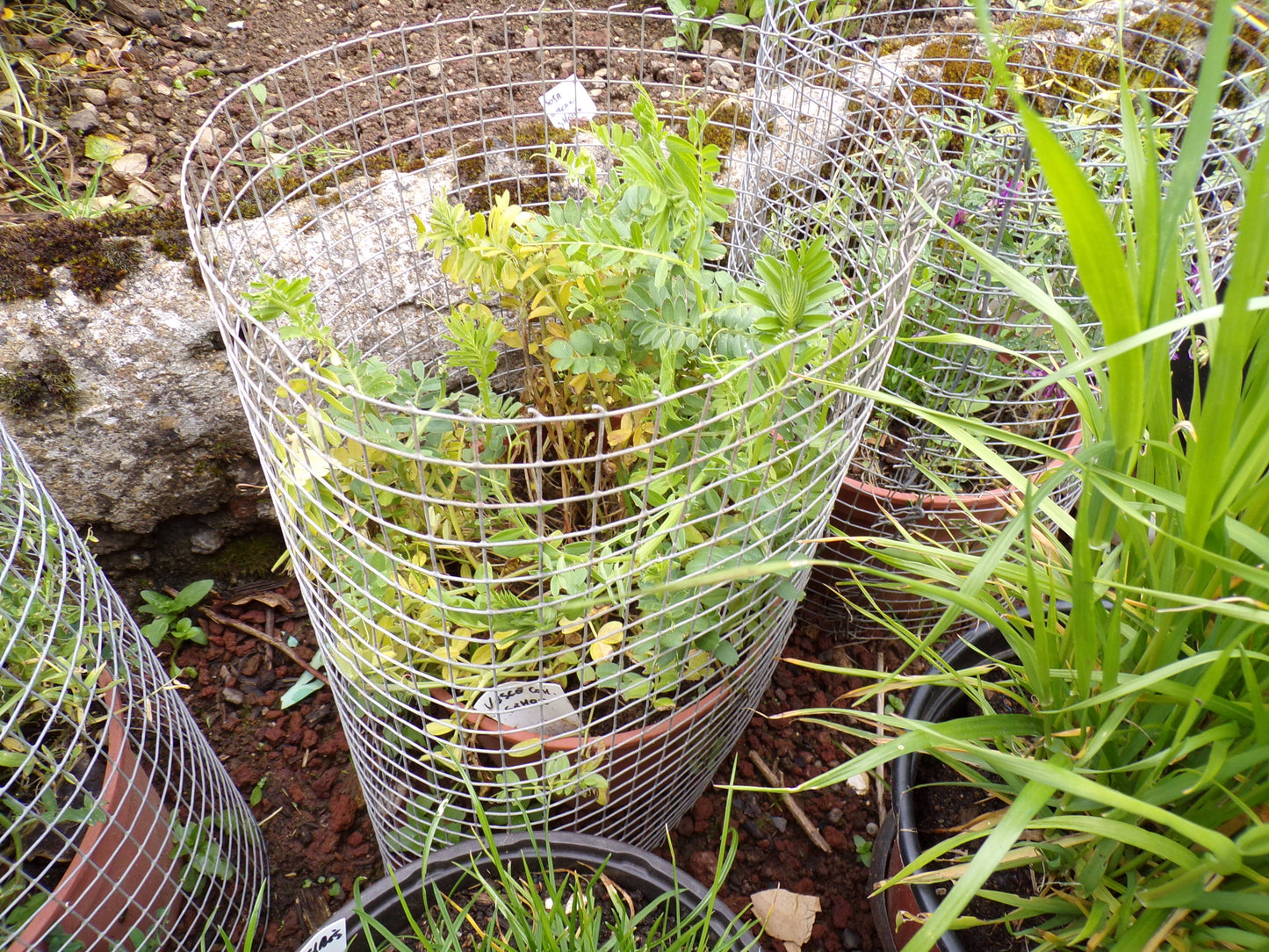 Vesce Commune - Vicia Sativa L. (Engrais Vert) SEM05