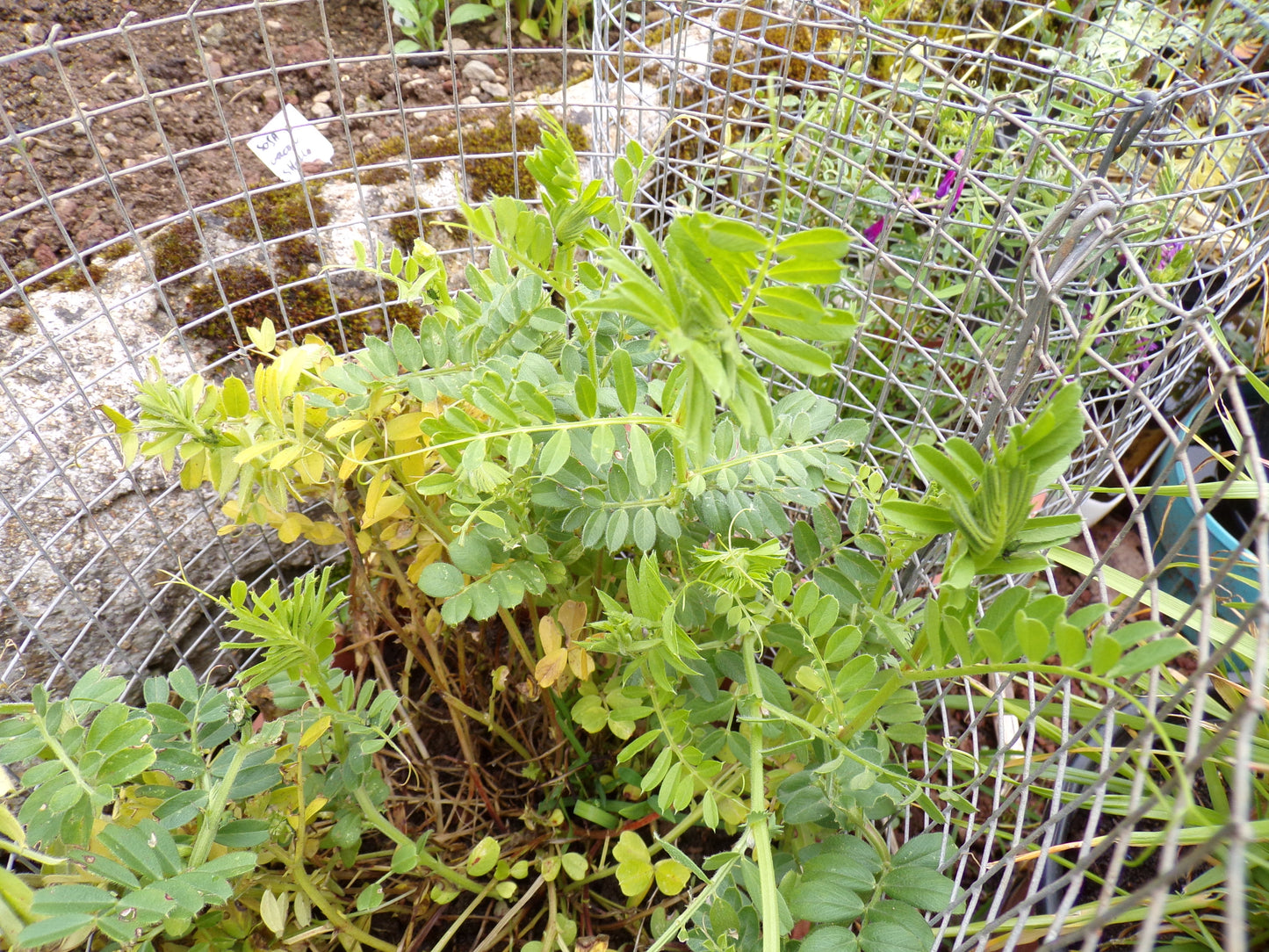Vesce Commune - Vicia Sativa L. (Engrais Vert) SEM05