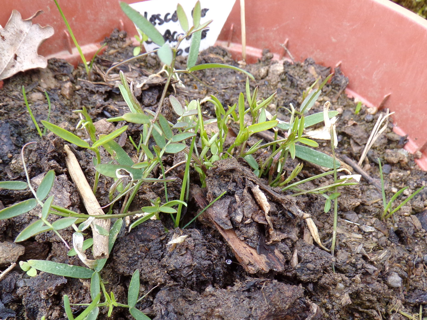 Vesce de Cracovie - Vicia Cracca - SEM05