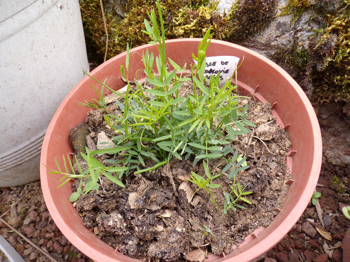 Vesce de Cracovie - Vicia Cracca - SEM05