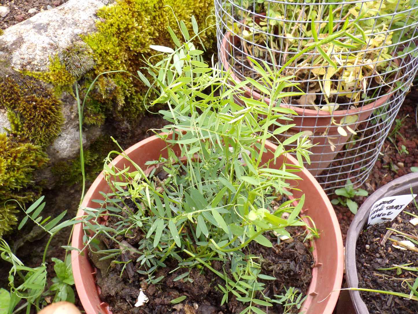 Vesce de Cracovie - Vicia Cracca - SEM05