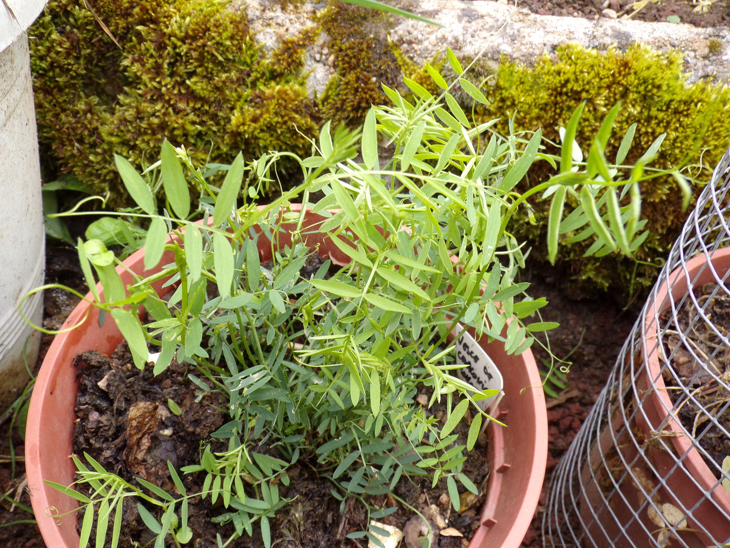 Vesce de Cracovie - Vicia Cracca - SEM05