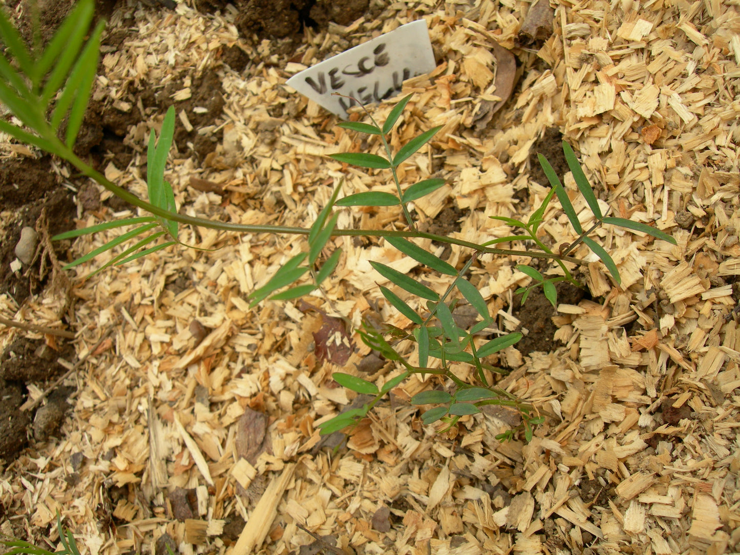 Vesce Velue - Vicia Villosa (Engrais Vert) SEM05