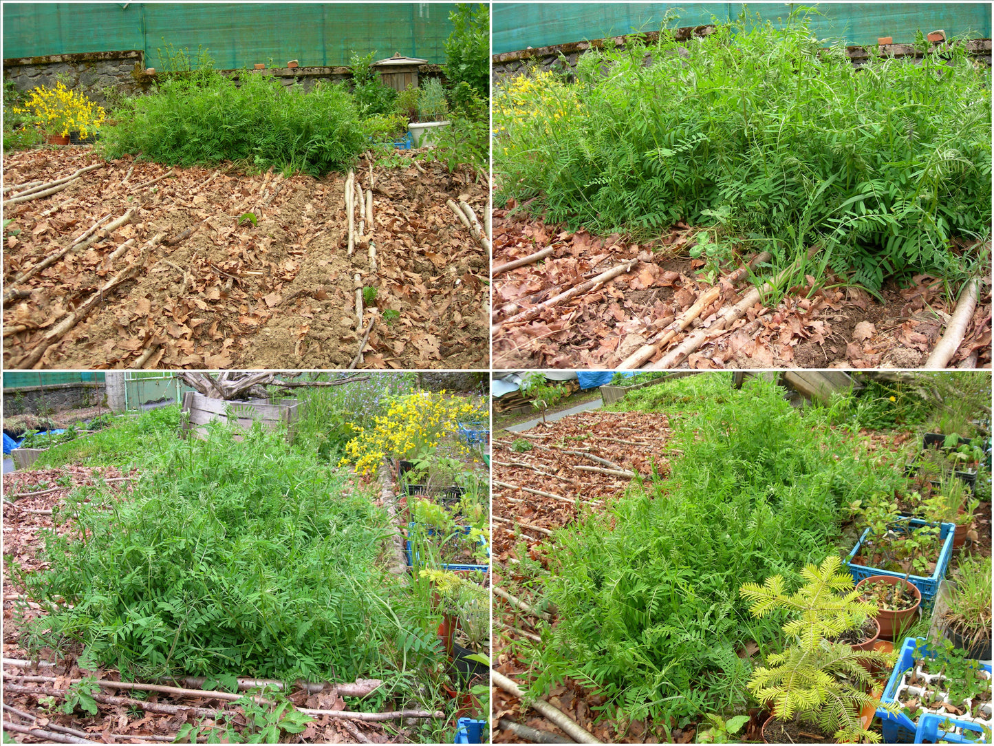 Vesce Velue - Vicia Villosa (Engrais Vert) SEM05