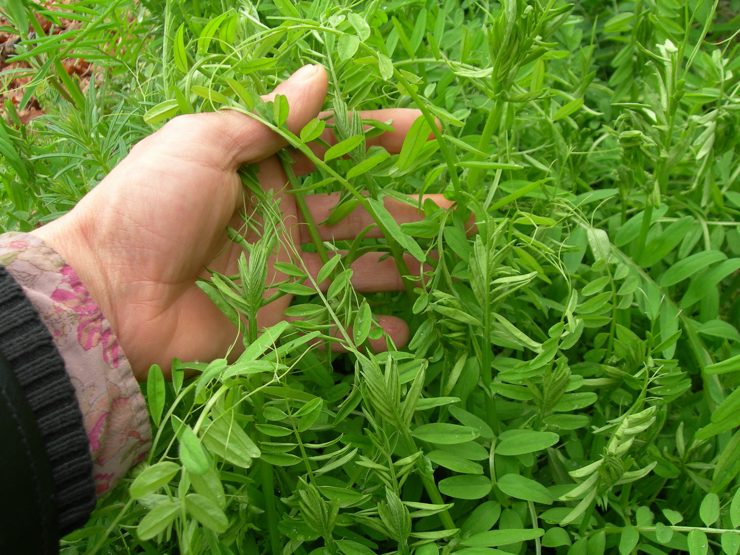Vesce Velue - Vicia Villosa (Engrais Vert) SEM05