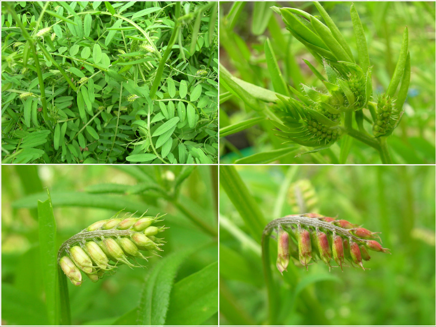 Vesce Velue - Vicia Villosa (Engrais Vert) SEM05
