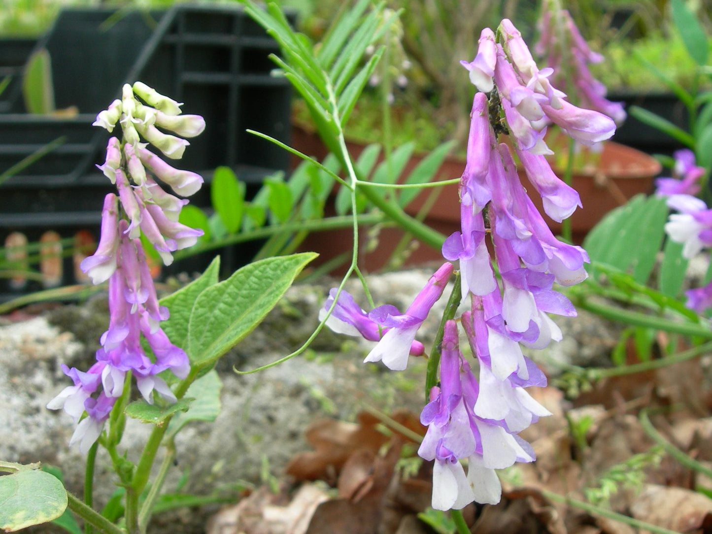Vesce Velue - Vicia Villosa (Engrais Vert) SEM05