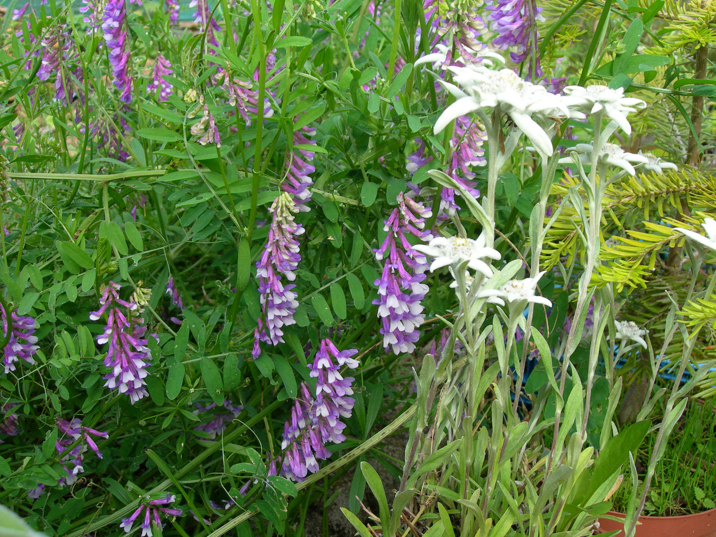 Vesce Velue - Vicia Villosa (Engrais Vert) SEM05