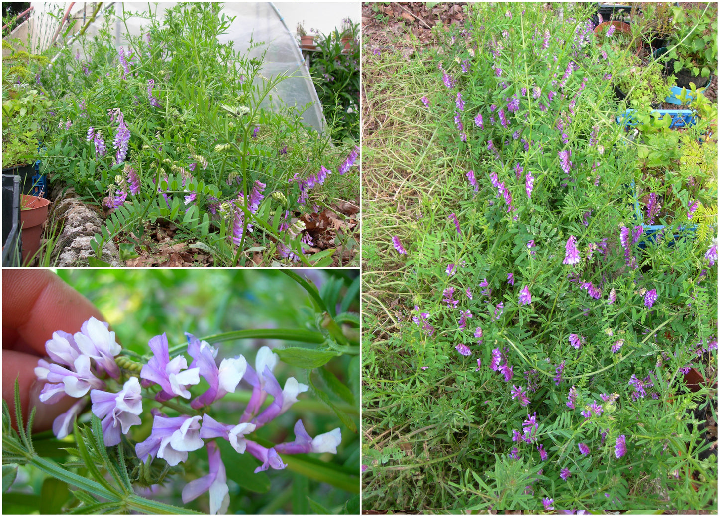 Vesce Velue - Vicia Villosa (Engrais Vert) SEM05