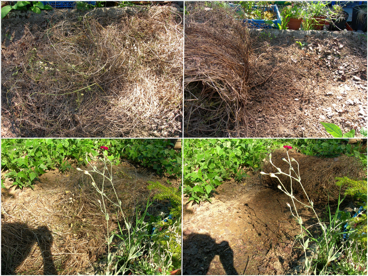 Vesce Velue - Vicia Villosa (Engrais Vert) SEM05