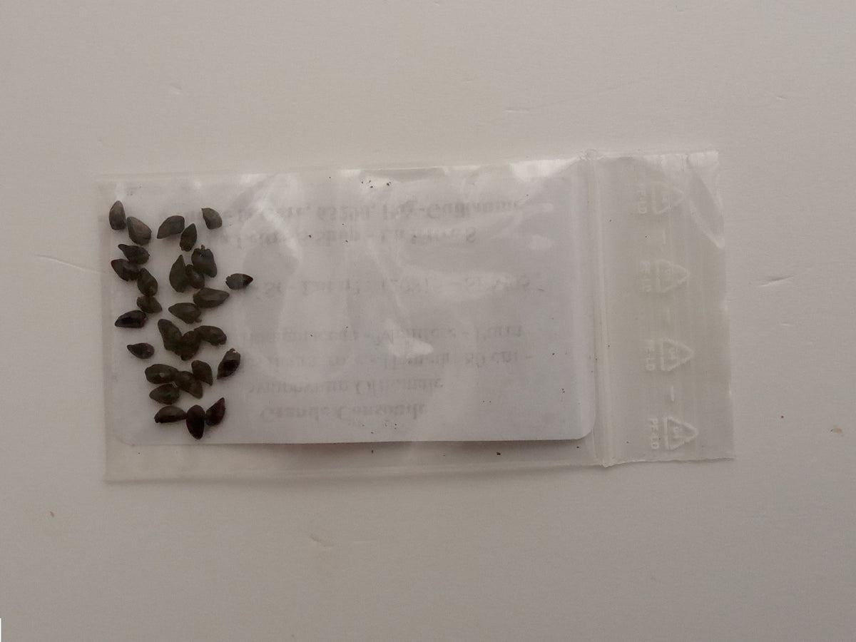 Grande Consoude - Symphytum Officinale