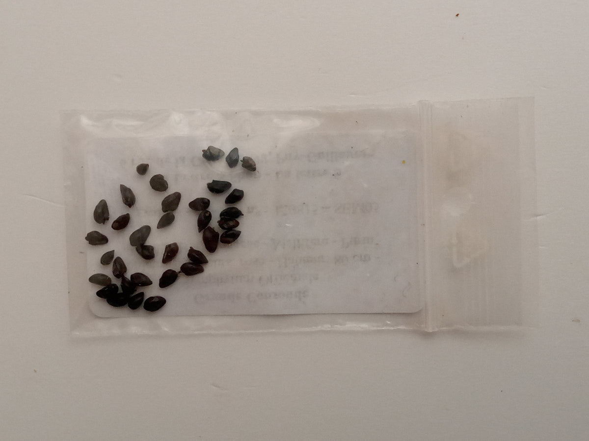 Grande Consoude - Symphytum Officinale