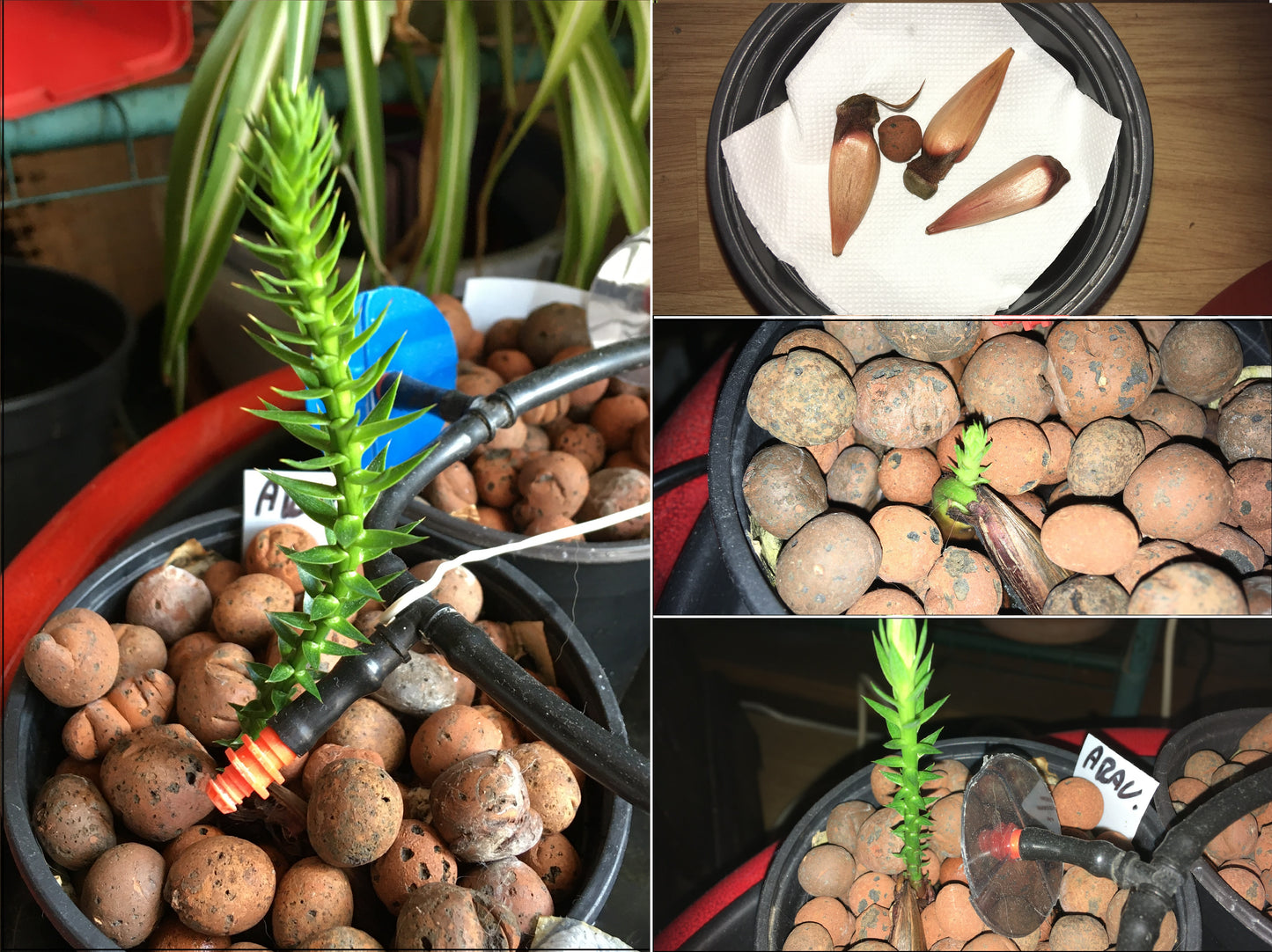 Désespoir des Singes - Araucaria Araucana - SEM05