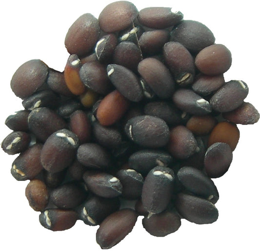 Cataire NT - Nepeta Cataria (Herbe à Chats) SEM03